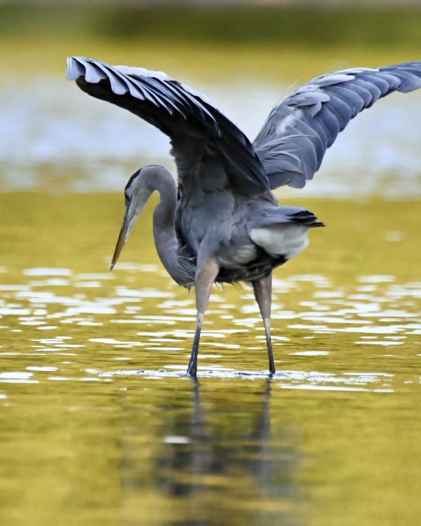 Marilyn of Horn Pond